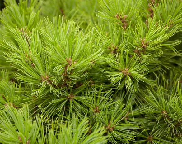 Pinus densiflora 'Low Glow'