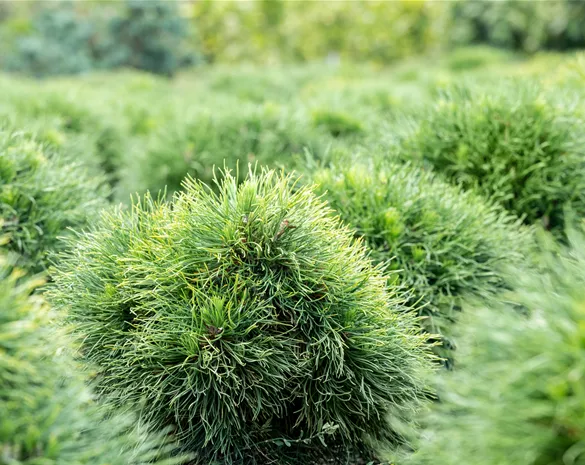Pinus strobus 'Minima'