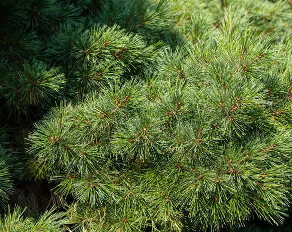 Pinus strobus 'Radiata'