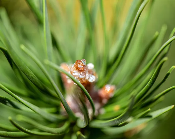 Pinus banksiana 'Arktis'