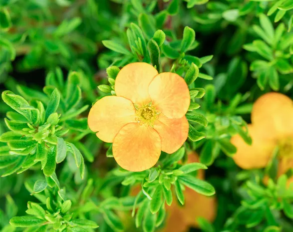 Potentilla fruticosa 'Bella Sol' ®