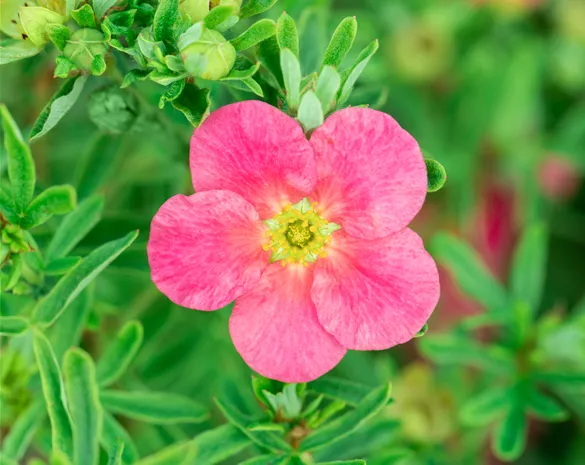 Potentilla fruticosa 'Bellissima' ®