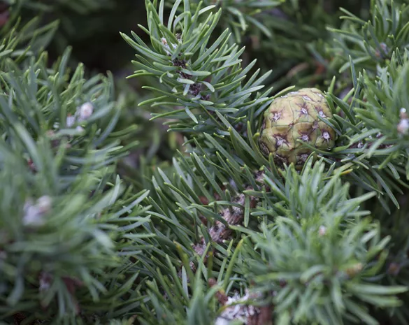 Pinus banksiana 'Tucker´s Dwarf'