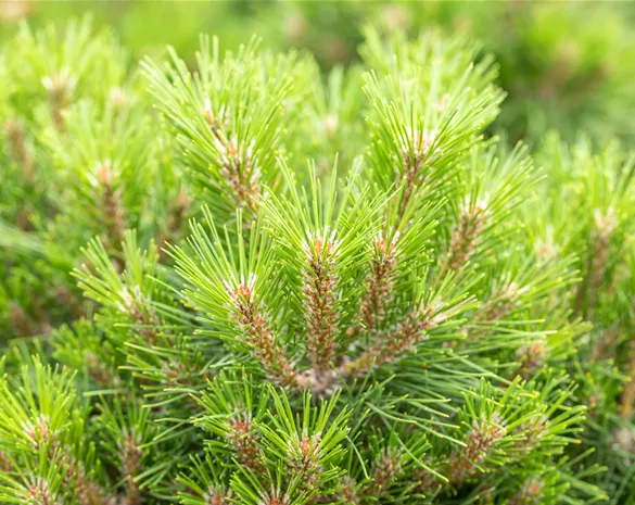 Pinus nigra 'Bambino'®