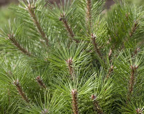 Pinus nigra 'Brepo'®
