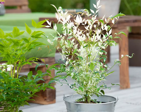 Bambus pflegen und Garten und Balkon verschönern