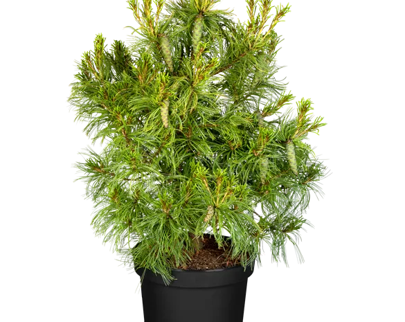 Pinus strobus 'Tiny Curls'