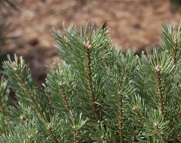 Pinus sylvestris