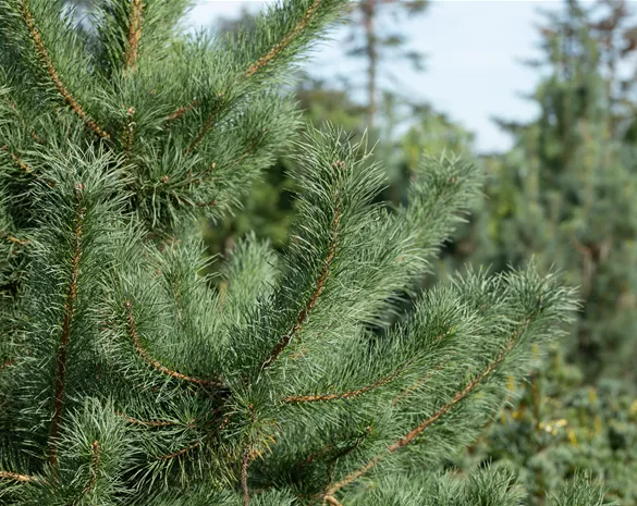 Pinus cembra 'Glauca'