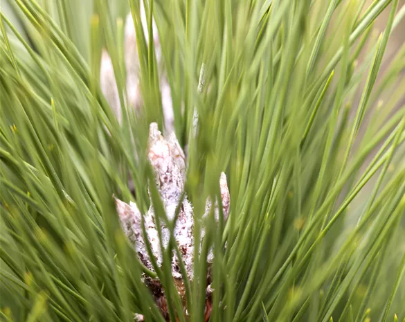 Pinus nigra 'Green Tower'