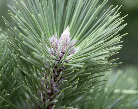 Pinus nigra 'Helga'