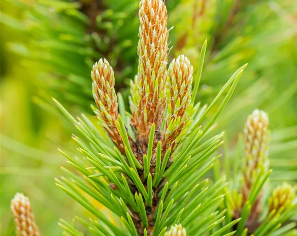 Pinus nigra 'Hornibrookiana'
