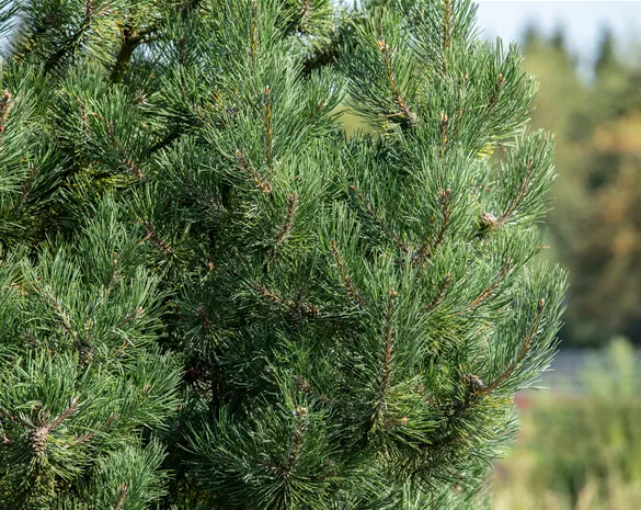 Pinus sylvestris 'Fastigiata'