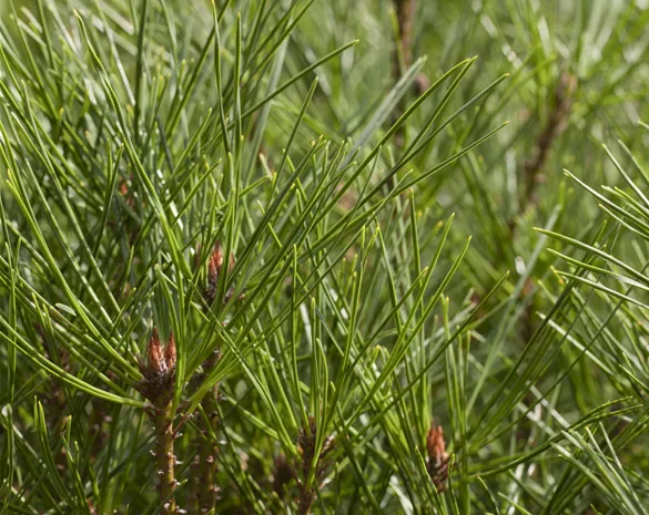 Pinus densiflora 'Alice Verkade'