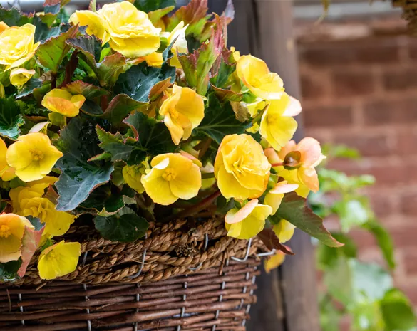 Begonien pflanzen und pflegeleichte Blüten bewundern