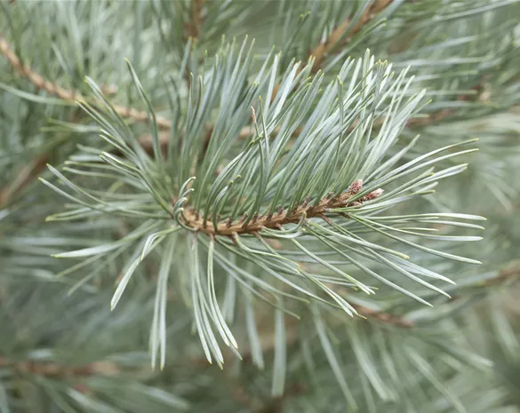 Pinus sylvestris 'Glauca'