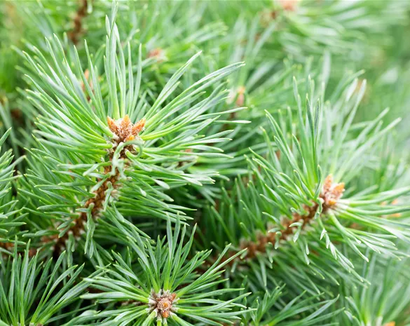 Pinus sylvestris 'Martham'