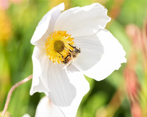 Nützlinge im Garten – Fleißige kleine Helfer fördern