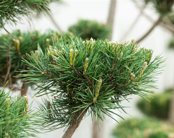 Pinus sylvestris 'Norske Typ'