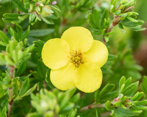 Potentilla fruticosa 'Kobold'