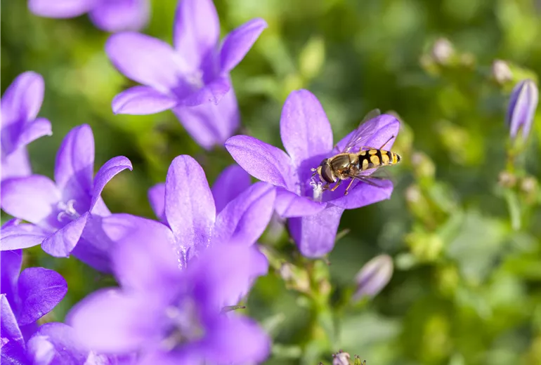 Schwebfliege