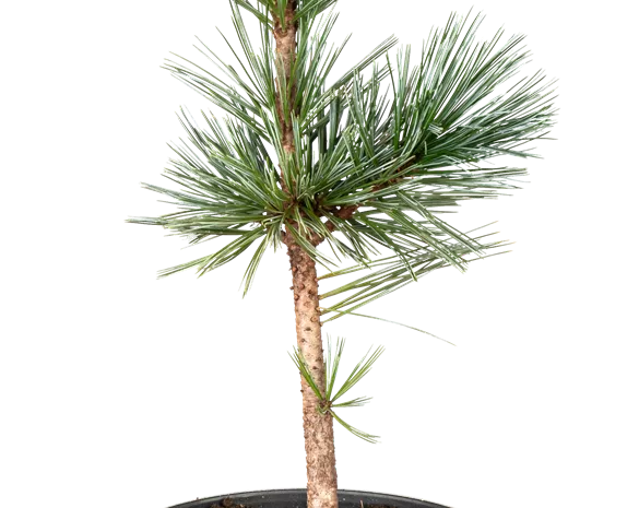 Pinus flexilis 'Vanderwolf's Pyramid'