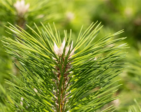 Pinus thunbergii 'Banshosho'