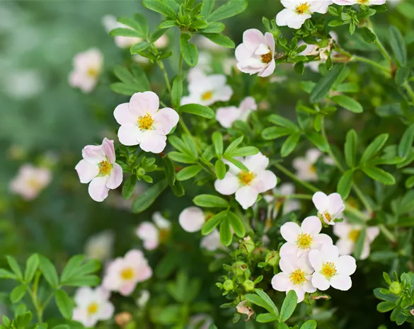 Potentilla fruticosa 'Lovely Pink'®