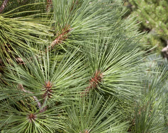 Pinus jeffreyi 'Joppi'