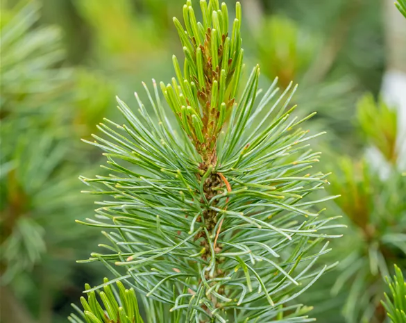Pinus parviflora 'Blauer Engel'