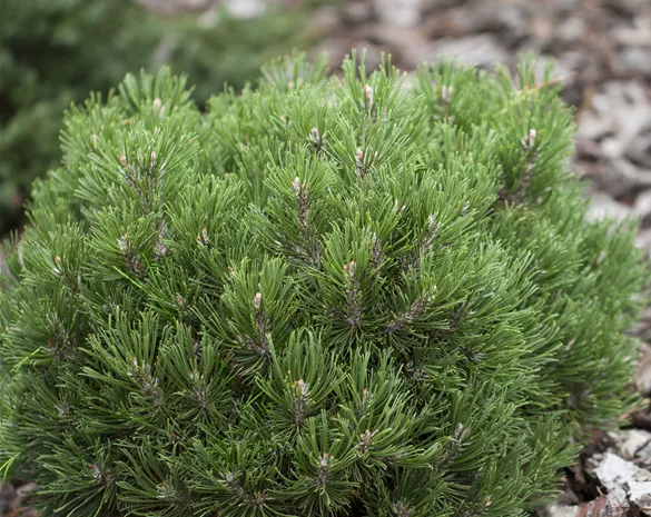 Pinus uncinata 'Heideperle'