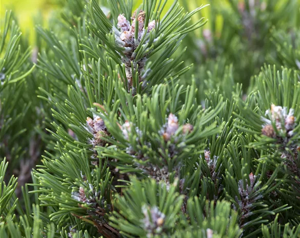 Pinus mugo 'Kostelnicek'