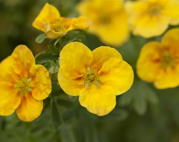 Potentilla fruticosa 'Mango Tango'®