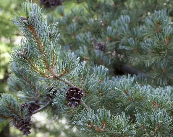 Pinus parviflora 'Glauca'