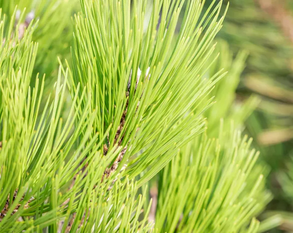 Pinus leucodermis 'Malinki'