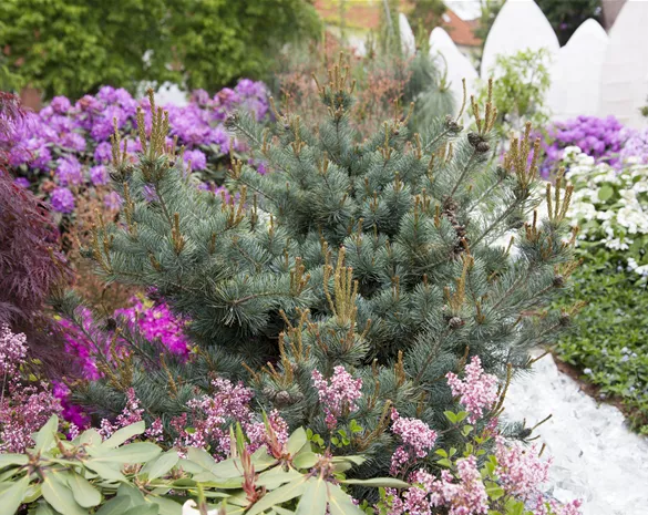 Pinus parviflora 'Gyokkasen'