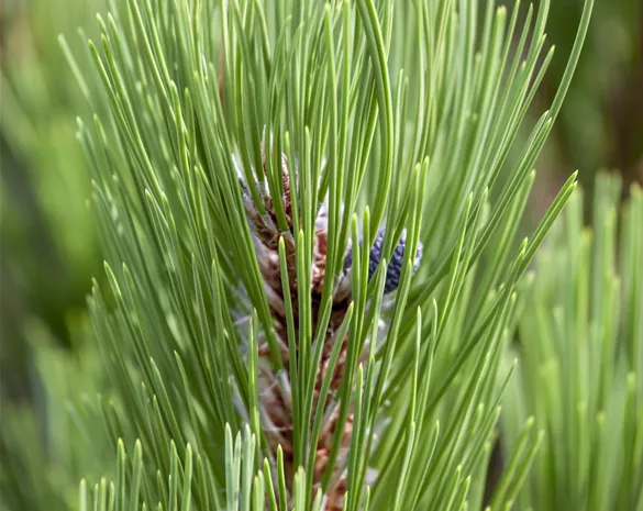Pinus leucodermis 'Compact Gem'
