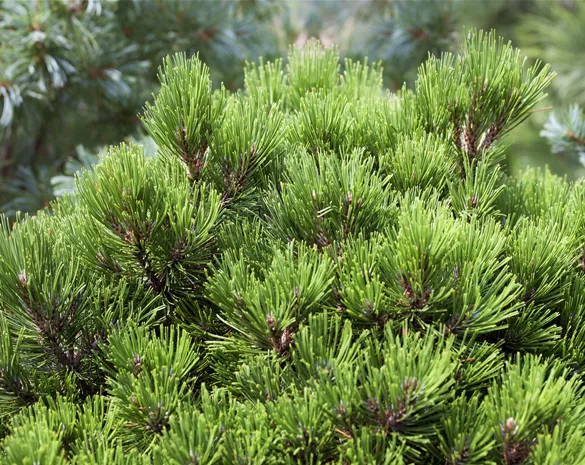 Pinus leucodermis 'Schmidtii'