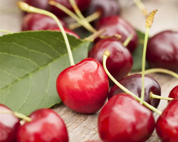 Prunus avium 'Summit' CAC