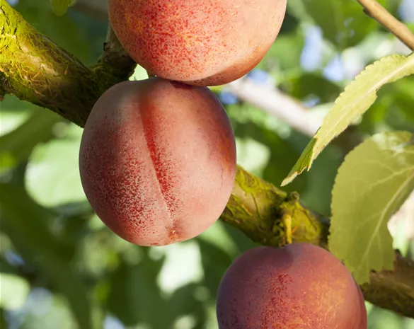 Prunus armeniaca 'Ungarische Beste'