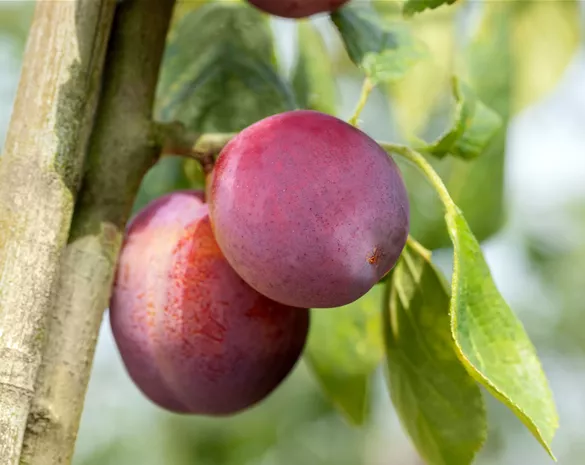 Prunus domestica 'Königin Viktoria' CAC