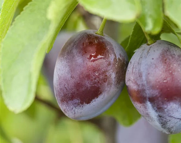 Prunus domestica 'President' CAC