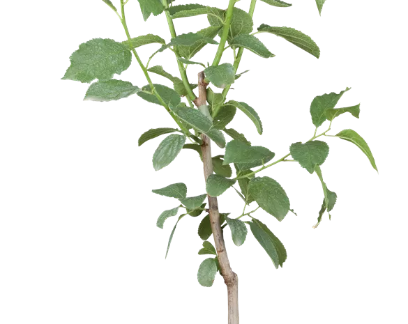 Prunus domestica 'Stanley'