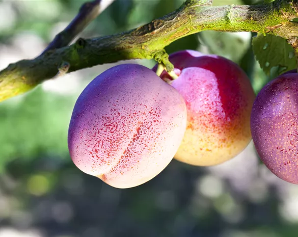 Prunus domestica 'The Czar' CAC