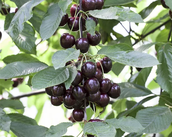 Prunus cerasus 'Schattenmorelle' CAC
