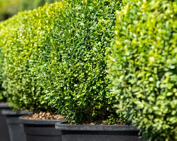 Buchsbaum pflanzen und pflegen lohnt sich 