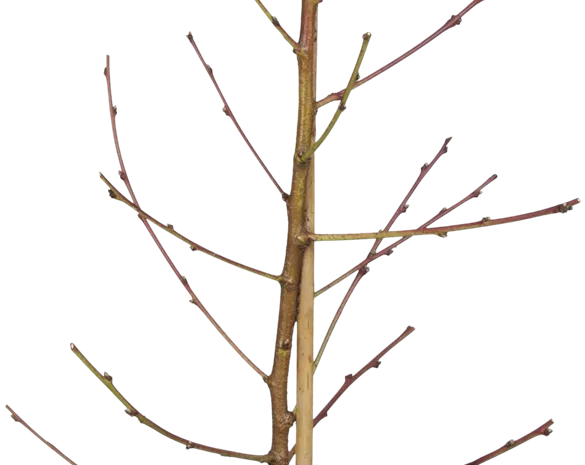 Prunus nucipersica 'Fantasia'