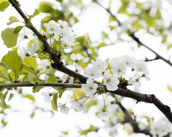 Prunus avium 'Büttners Rote Knorpelkirsche' CAC