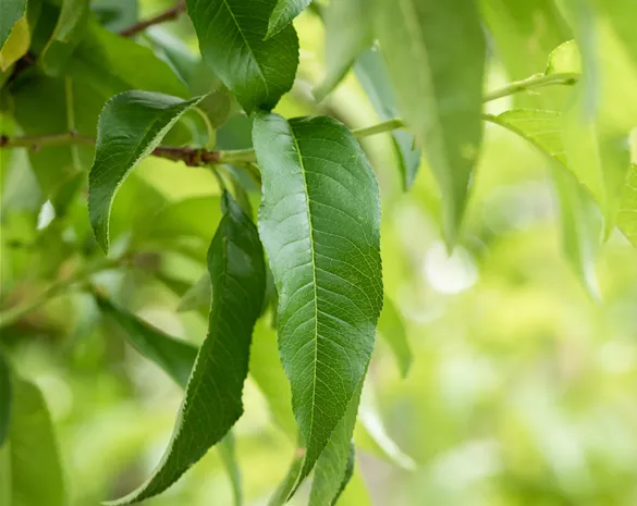 Prunus nucipersica 'Morton'