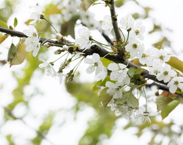 Prunus avium 'Napoleons Knorpelkirsche' CAC